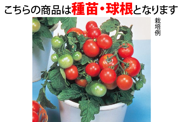 ミニミニトマト　栽培セット