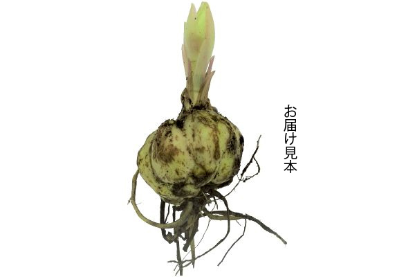 すぐ開花　レモンライムリリー