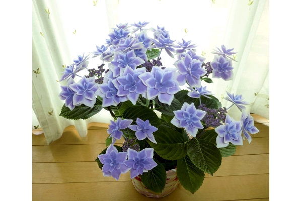 あじさい　こんぺいとう