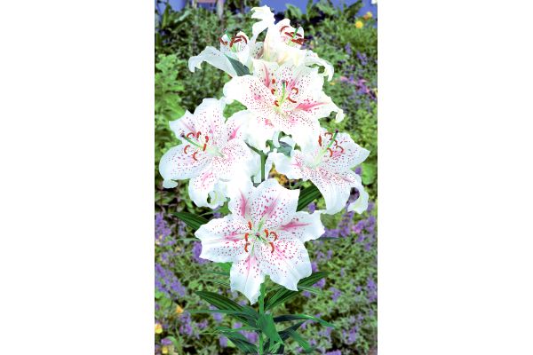 スピード開花マスカデットカサブランカ