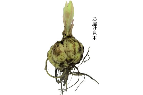 スピード開花マスカデットカサブランカ