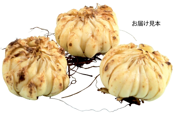 スピード開花オリエンタルリリープレミアムパック