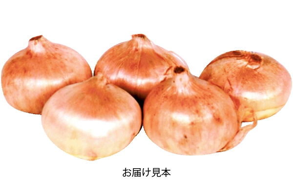 そのまんま サフラン