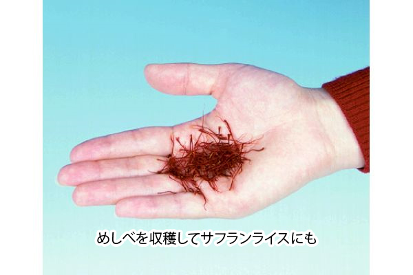 そのまんま サフラン