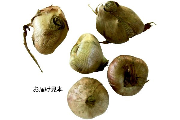 毎年増えるホザキアヤメ