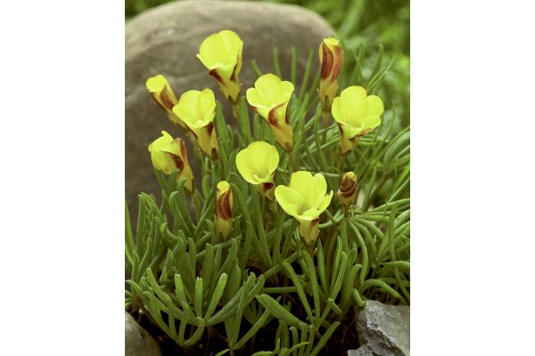 植えっぱなし　オキザリス　ゴールドアイランド
