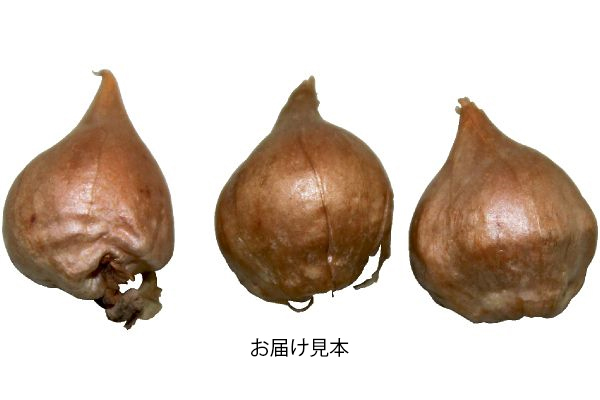 植えっぱなし　オキザリス　ゴールドアイランド