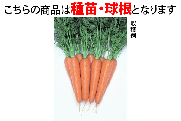 カロテン豊富　ベーターリッチにんじん