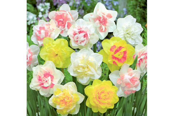 植えっぱなし　八重咲き水仙
