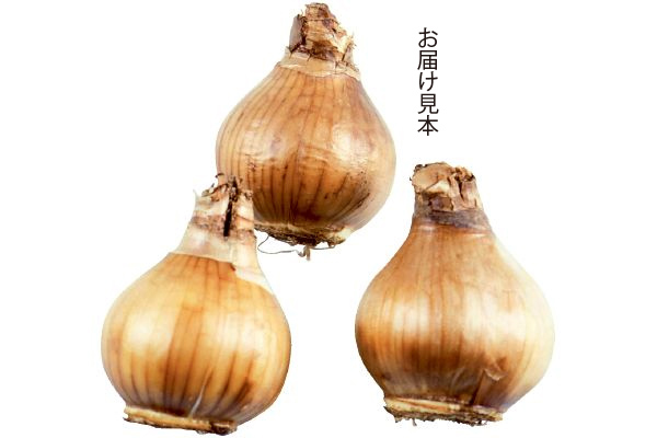 植えっぱなし　八重咲き水仙