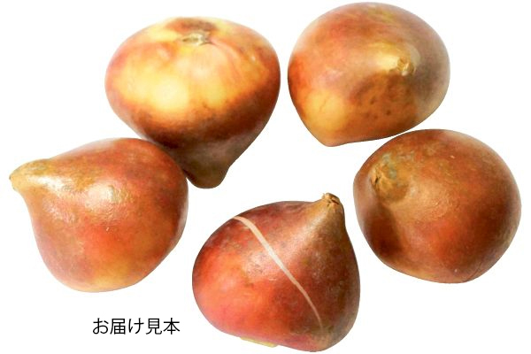 富山産チューリップおまかせ