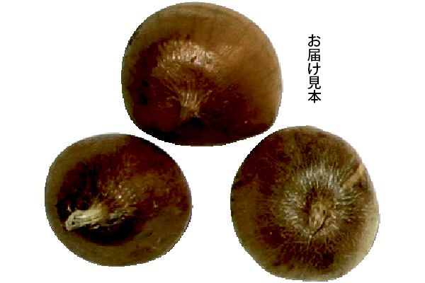 早咲き　グラジオラスミックス