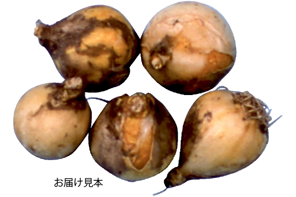 植えっぱなし　氷の妖精