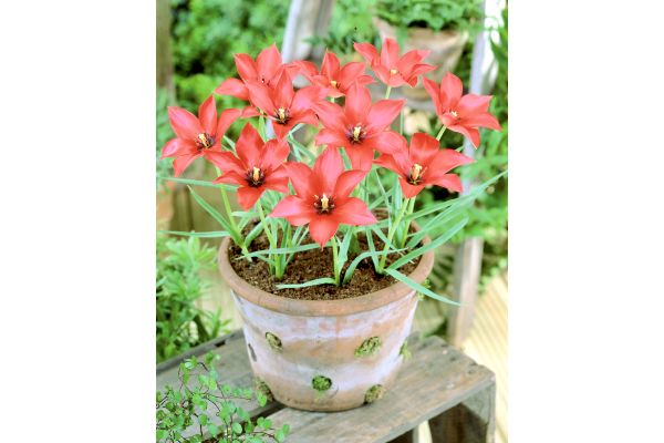 植えっぱなし　真っ赤なミニチューリップ