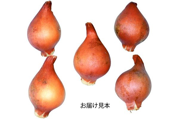 植えっぱなし　真っ赤なミニチューリップ