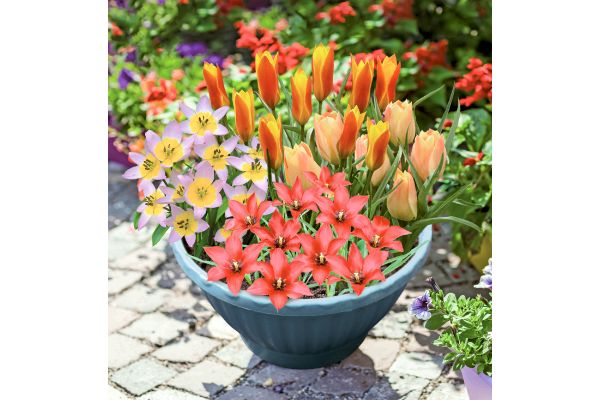 天使の花園　チューリップ