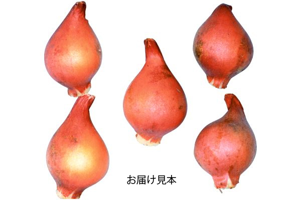 天使の花園　チューリップ