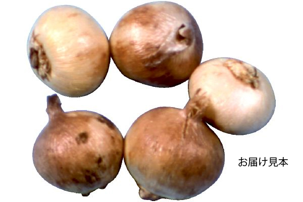 植えっぱなし　姫アガパンサス