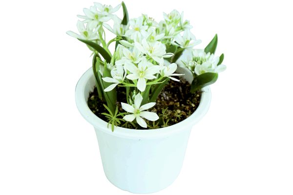 植えっぱなしで増えるオーニソガラム