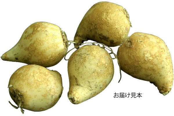植えっぱなしで増えるオーニソガラム
