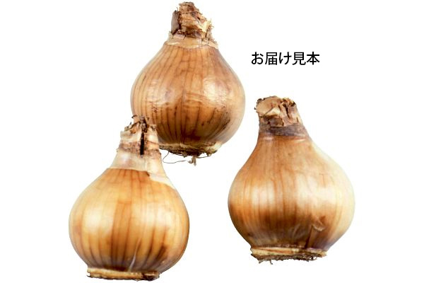 変わり咲き水仙