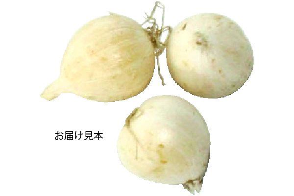 植えっぱなし　カラフル　アリウム