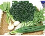 【ネット限定】和歌山県紀ノ川農協の野菜セット