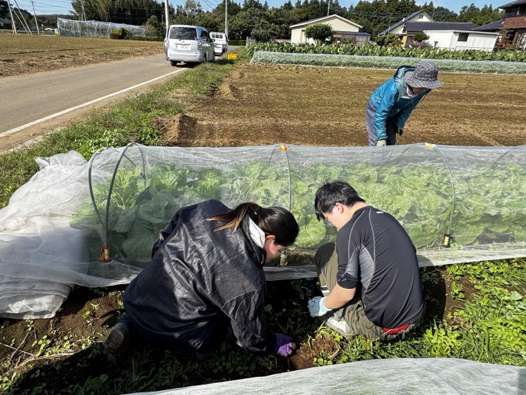 【ネット限定】農福連携企画『しいのみ応援野菜セット』