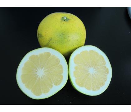 【ネット限定】福岡自然農園の無無グレープフルーツ（オロブロンコ）