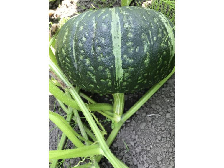 【ネット限定】北海道産有機かぼちゃ