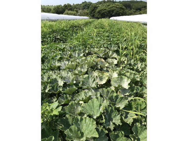 【ネット限定】北海道産有機かぼちゃ