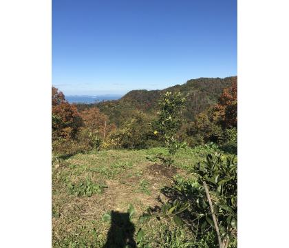 【ネット限定】福岡自然農園の無無レモン