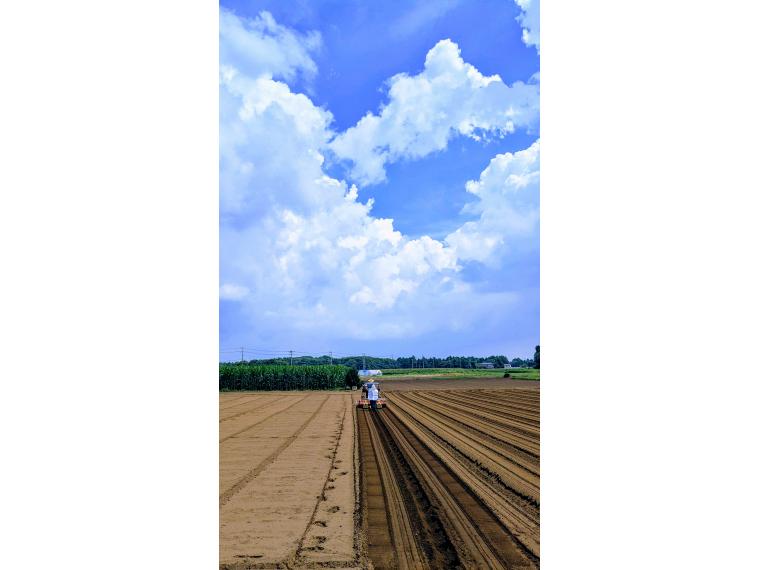 【ネット限定】畑まるっと産直にんじん（箱規格）