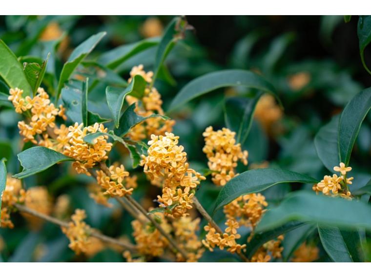 【ネット限定】金木犀　ボディー＆ヘアミスト