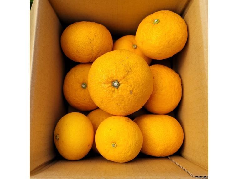【ネット限定】福岡自然農園の無無小林みかん 
