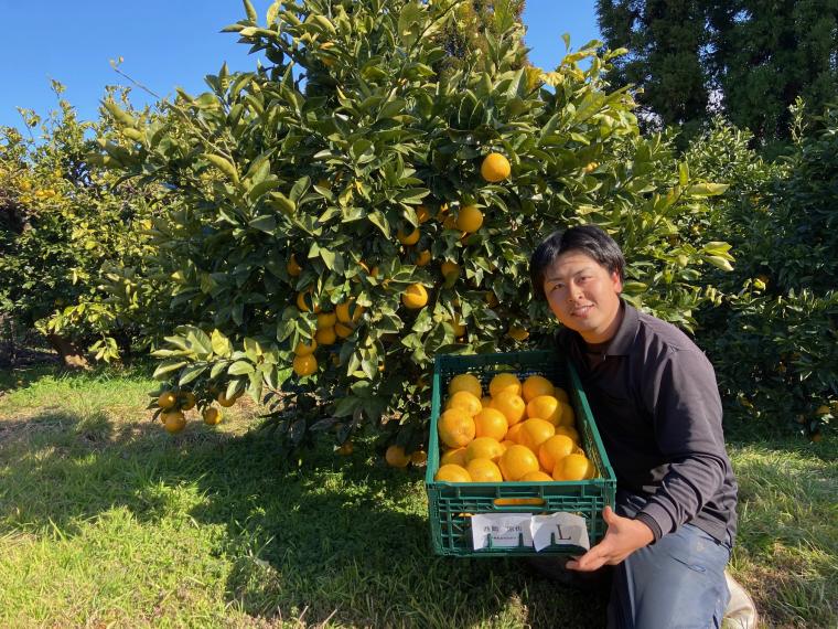 【ネット限定】涼也の早春河内晩柑