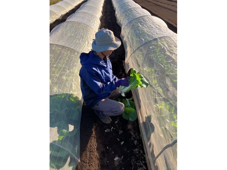 【ネット限定】無無ベビー白菜