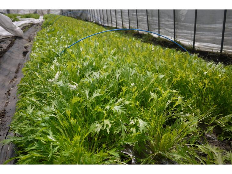 【ネット限定】無無みず菜