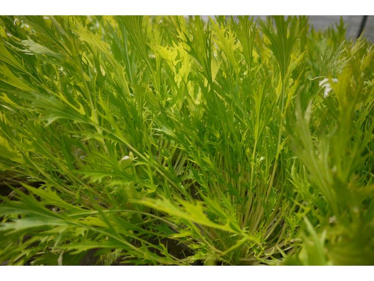 【ネット限定】無無みず菜