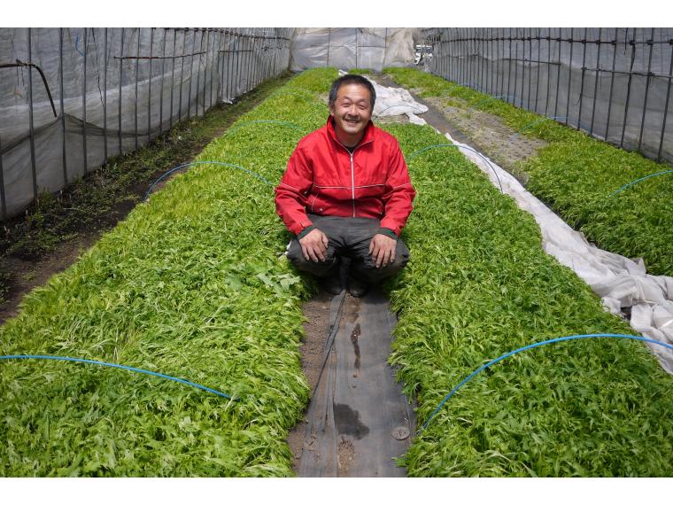 【ネット限定】無無みず菜