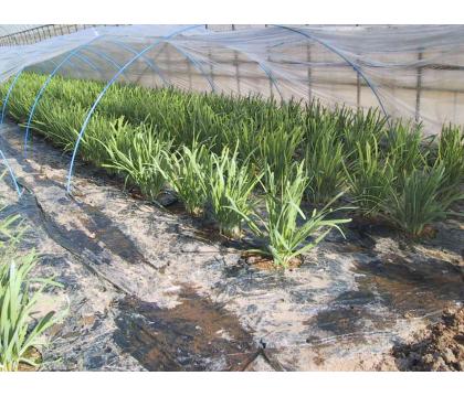 【ネット限定】金親さんのたっぷりにら2束