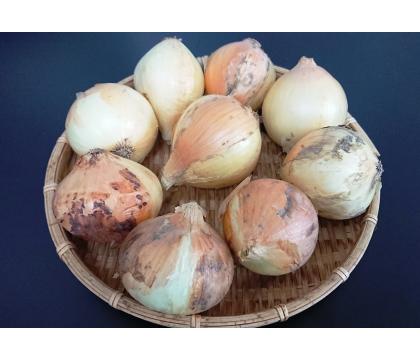 【ネット限定】小玉新玉ねぎ