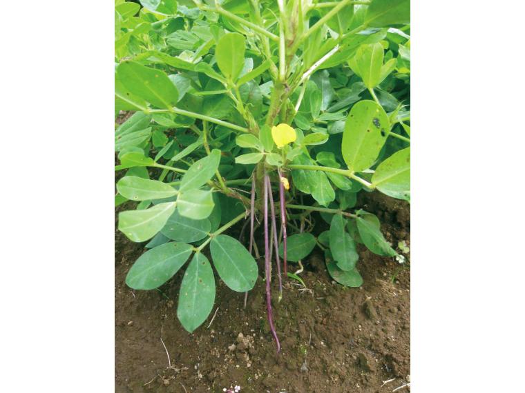 【ネット限定】有機生落花生