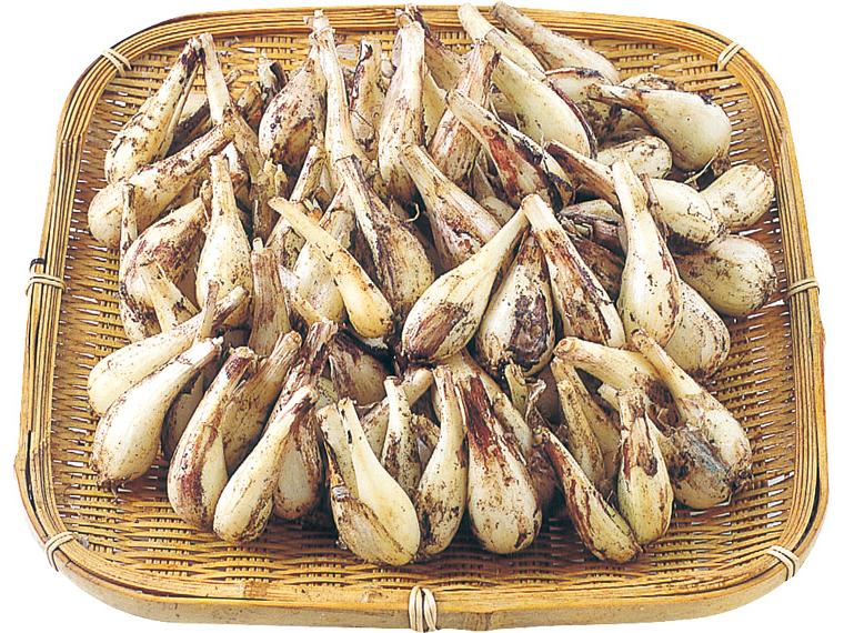 らっきょう（砂付き） 1kg