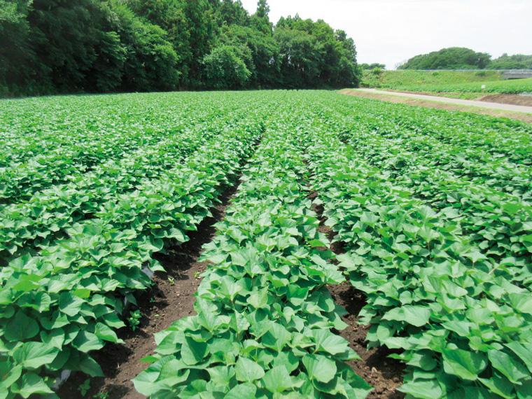 有機焼き芋（紅はるか）　５００ｇ　　　