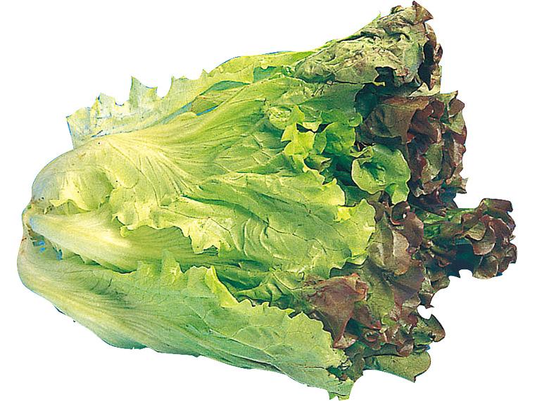 サニーレタス１株　　　　　　　　　　　