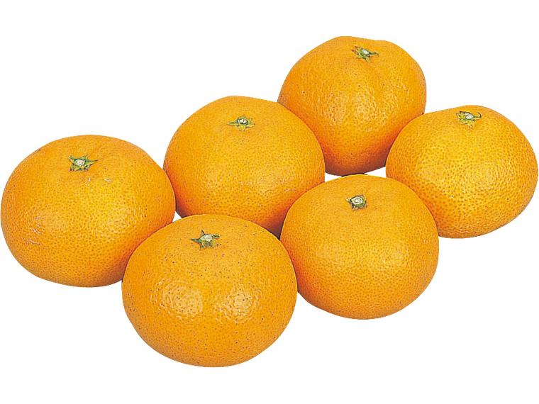 早生みかん 600g（2S〜L）