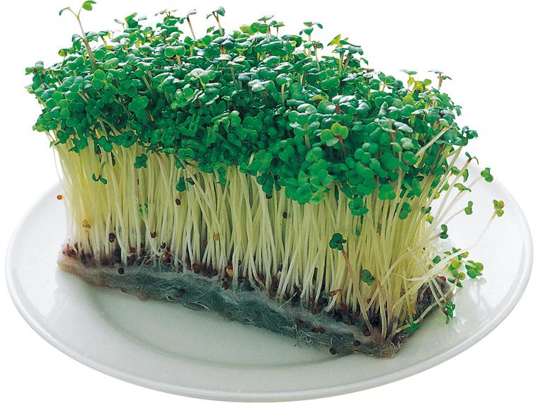 ブロッコリーの新芽１束　　　　　　　　