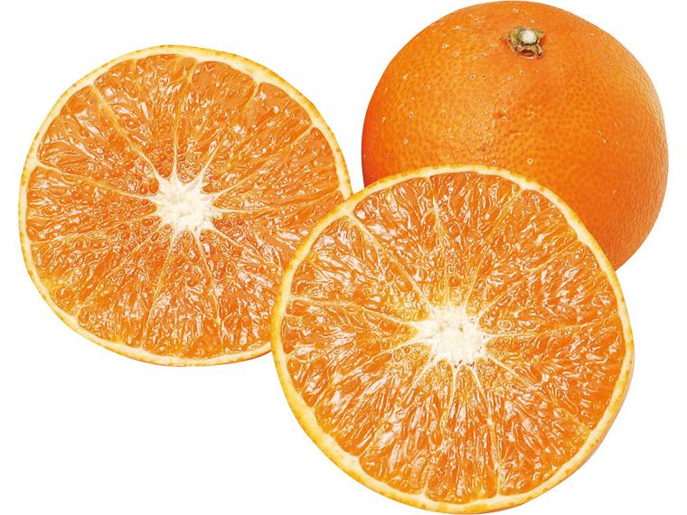 菊池さんの有機愛媛まどんな 500g（2〜4玉）