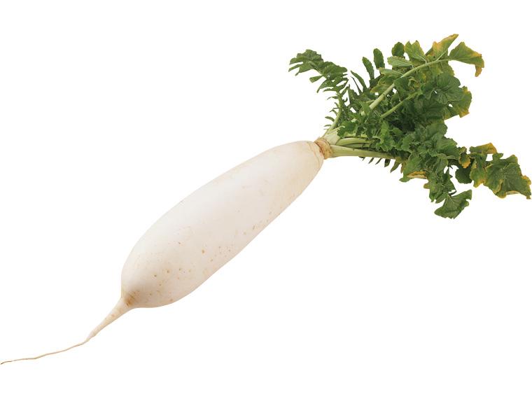 三浦大根（洗い） 1本(1.8kg)